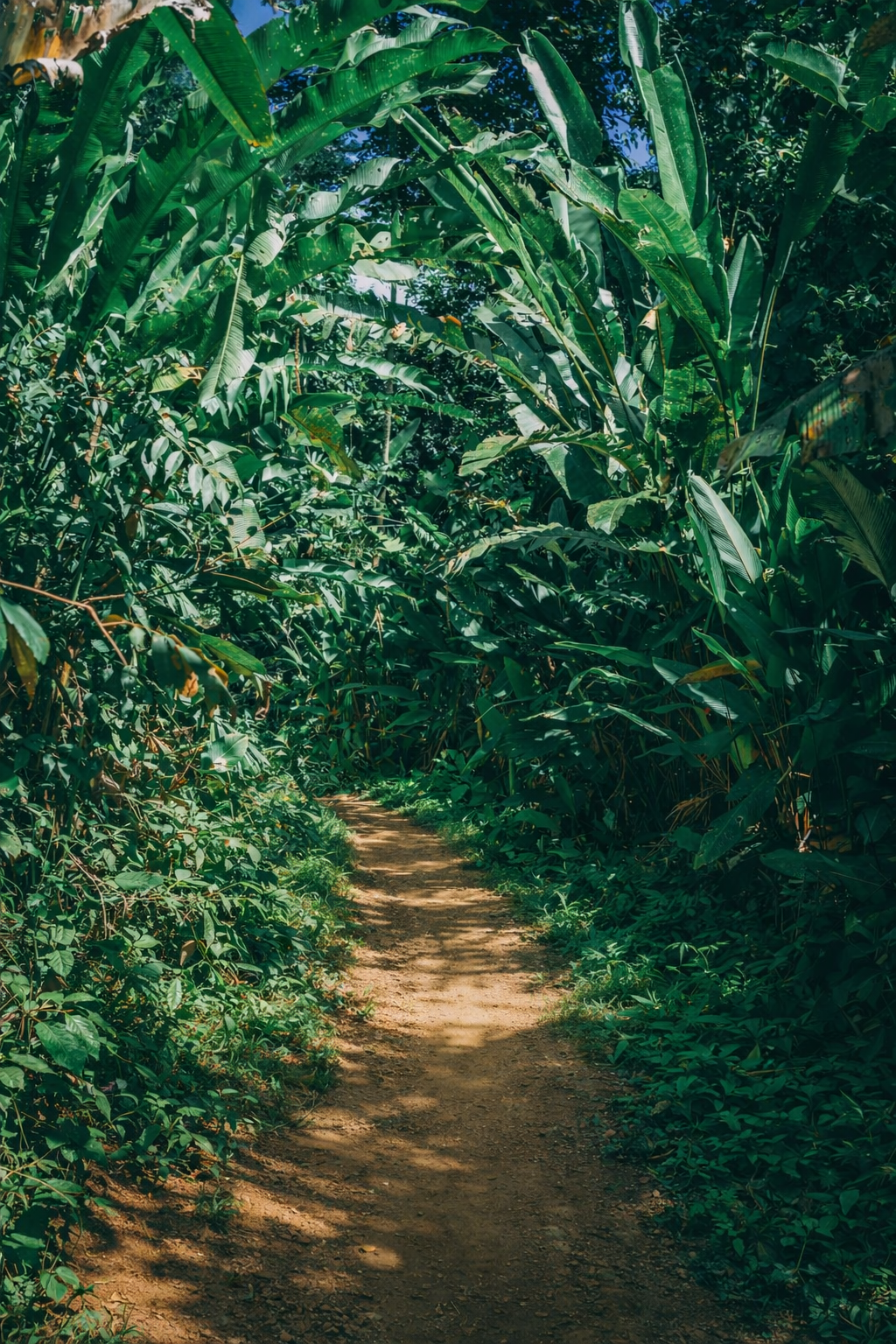 Playa Wizard, Bocas del Toro