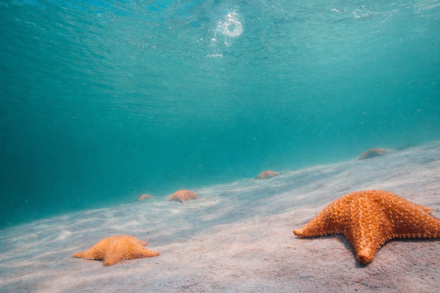 Playa Estrella Isla Colon Credits : La Purita Ecolodge