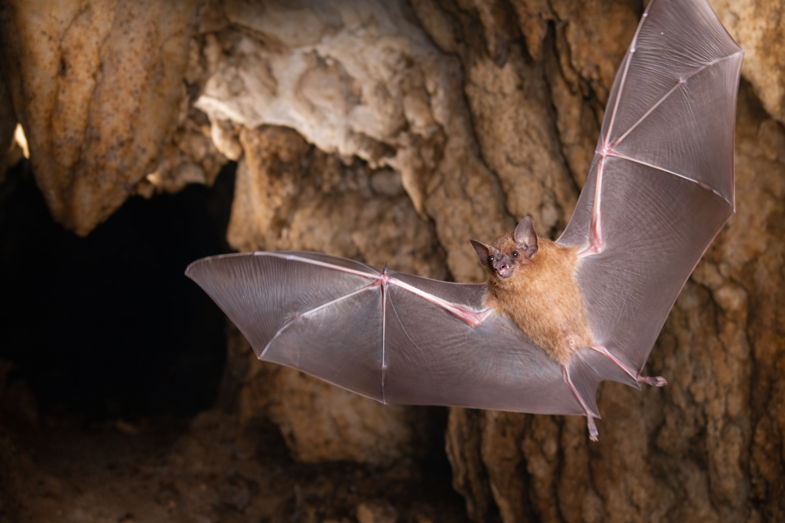 Cueva de los Murciélagos, Isla Bastimentos Credits : La Purita Ecolodge