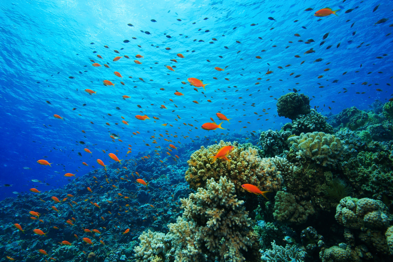 Buceo y snorkeling en Bocas del Toro