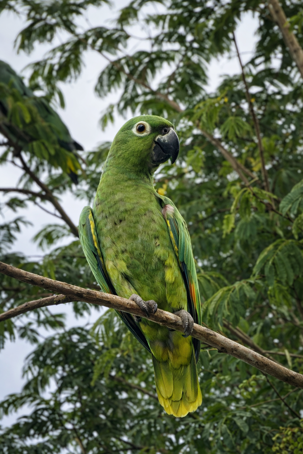 Isla de los pajaros Credits : La Purita Ecolodge