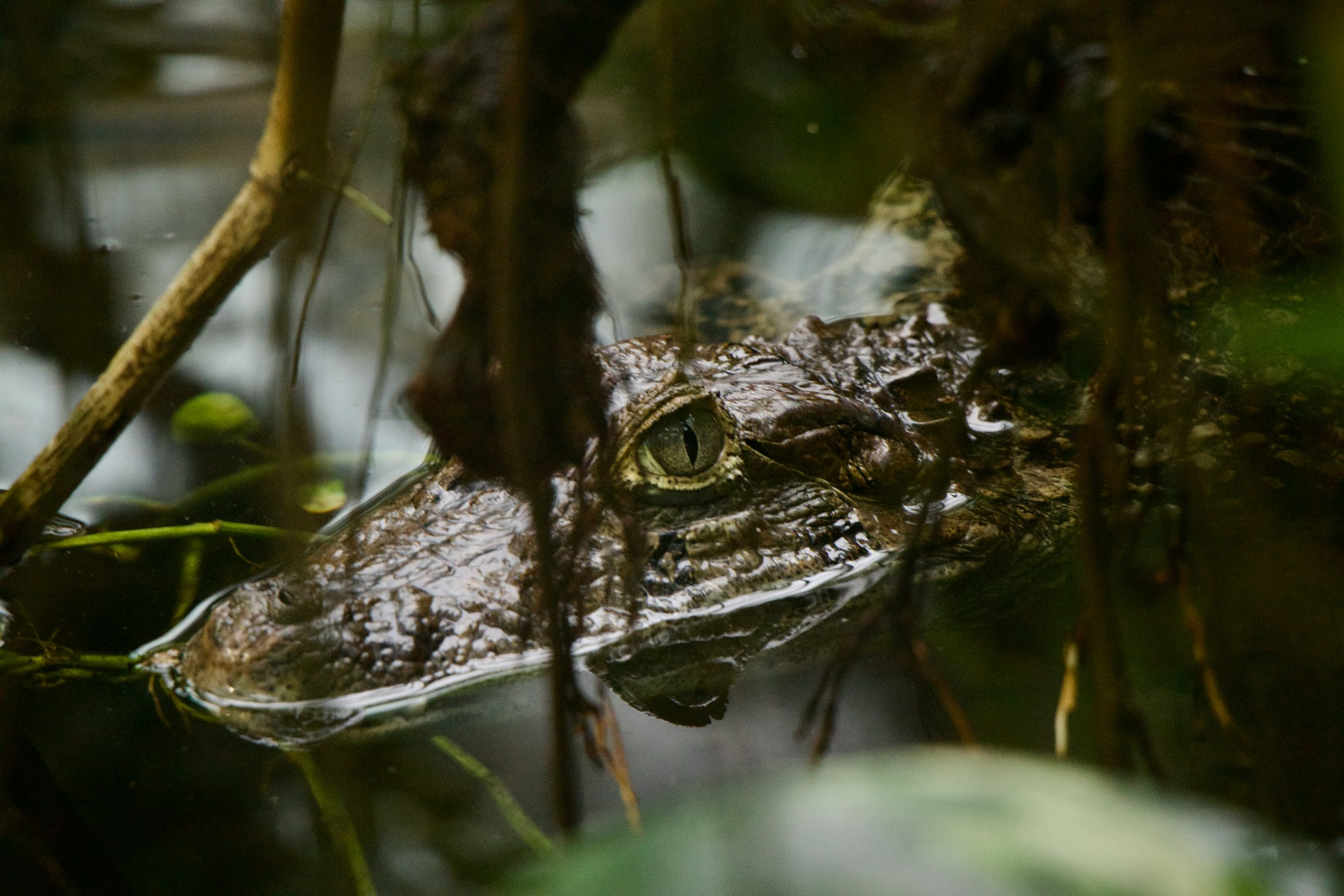 Caiman Credits : Daniel Carmona